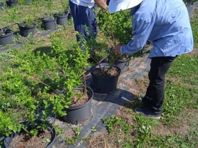 Prodajem plantazu borovnice