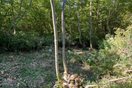 Prodajem poljoprivredno zemljište u Istri, selo Radmani