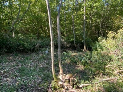 Prodajem poljoprivredno zemljište u Istri, selo Radmani