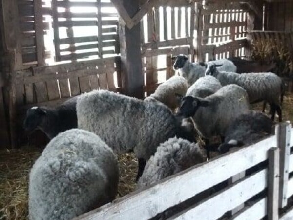 Prodajem romanovske ovce