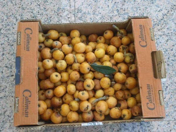 Prodajem sadnice Nešpula/ Španjolska sorte