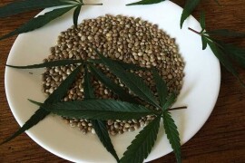 Prodajem  seme Konoplje