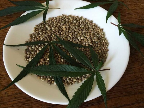 Prodajem  seme Konoplje