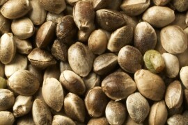 Prodajem  seme Konoplje