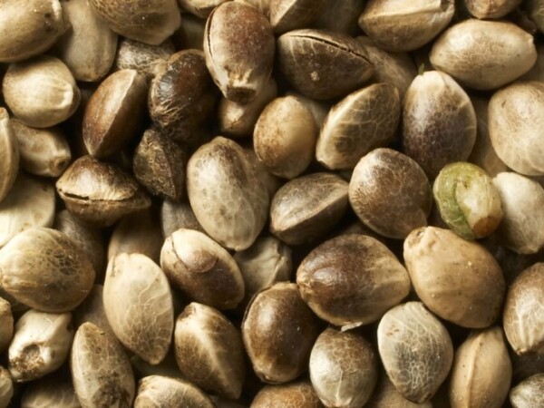 Prodajem  seme Konoplje