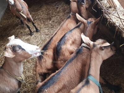 Prodajem sjarne koze