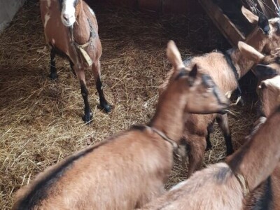 Prodajem sjarne koze