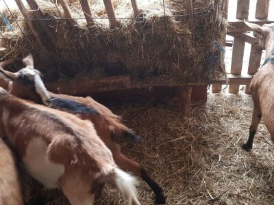 Prodajem sjarne koze