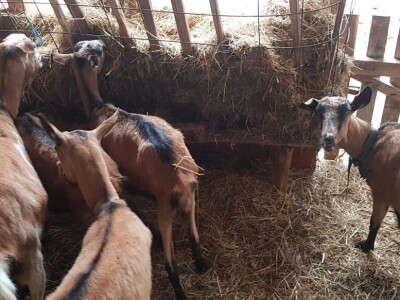 Prodajem sjarne koze