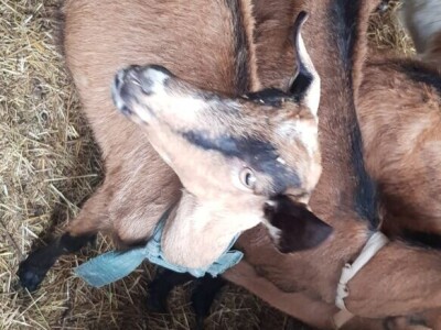 Prodajem sjarne koze