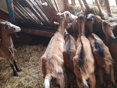 Prodajem sjarne koze