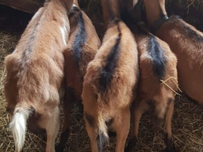 Prodajem sjarne koze