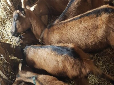 Prodajem sjarne koze