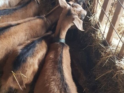 Prodajem sjarne koze