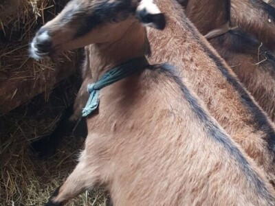 Prodajem sjarne koze