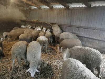 Prodajem stado od 50 ovaca