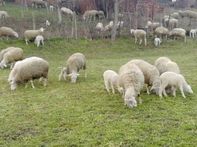 Prodajem stado od 50 ovaca