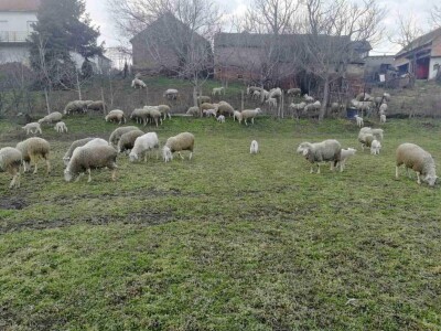 Prodajem stado od 50 ovaca