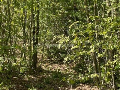 Prodajem šumu Radovašnica