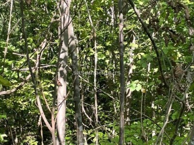 Prodajem šumu Radovašnica