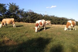 Prodajem umatičene Simentalke
