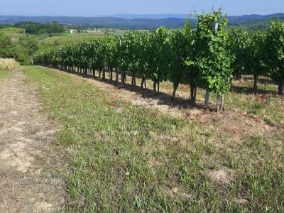 Prodajem vinograd