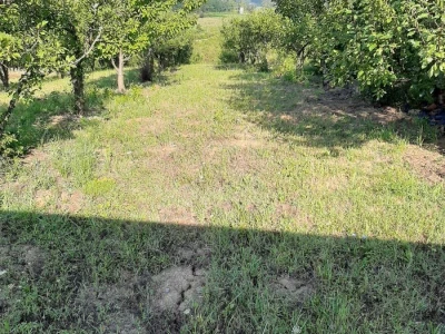 Prodajem vinograd