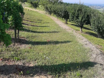 Prodajem vinograd