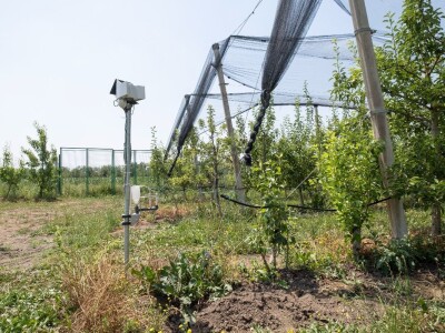 Prodajem voćnjak u Topoli Šumadija