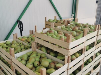 Prodajem voćnjak u Topoli Šumadija