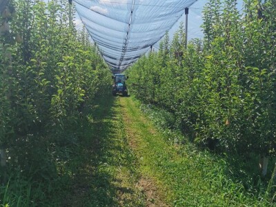 Prodajem voćnjak u Topoli Šumadija
