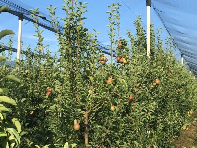 Prodajem voćnjak u Topoli Šumadija