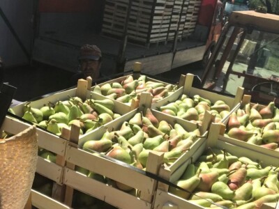 Prodajem voćnjak u Topoli Šumadija