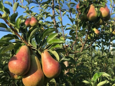 Prodajem voćnjak u Topoli Šumadija