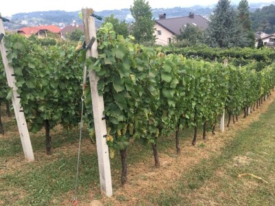 Prodajem vrhunsko bijelo vino