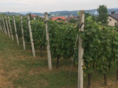 Prodajem vrhunsko bijelo vino