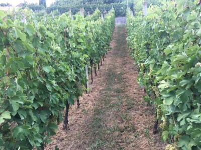 Prodajem vrhunsko bijelo vino