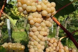 Grožđe prodaja