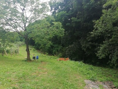 Prodajemo vinograd ( posađena sorta Chardonnay i Cabernet Sauvignon) i vikendicu ukupne površine 5460 kvadrata