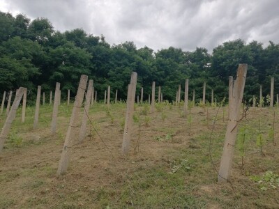 Prodajemo vinograd ( posađena sorta Chardonnay i Cabernet Sauvignon) i vikendicu ukupne površine 5460 kvadrata