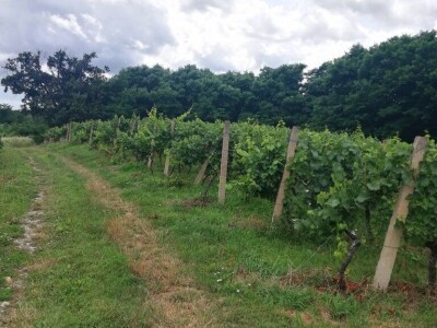 Prodajemo vinograd ( posađena sorta Chardonnay i Cabernet Sauvignon) i vikendicu ukupne površine 5460 kvadrata