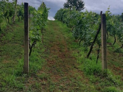 Prodajemo vinograd ( posađena sorta Chardonnay i Cabernet Sauvignon) i vikendicu ukupne površine 5460 kvadrata