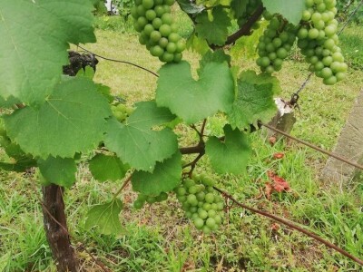 Prodajemo vinograd ( posađena sorta Chardonnay i Cabernet Sauvignon) i vikendicu ukupne površine 5460 kvadrata