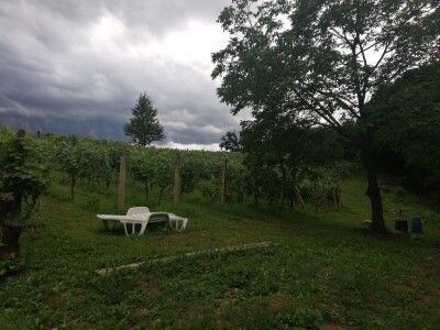 Prodajemo vinograd ( posađena sorta Chardonnay i Cabernet Sauvignon) i vikendicu ukupne površine 5460 kvadrata