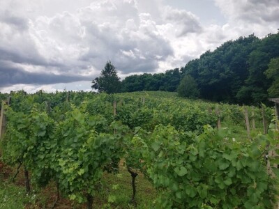 Prodajemo vinograd ( posađena sorta Chardonnay i Cabernet Sauvignon) i vikendicu ukupne površine 5460 kvadrata