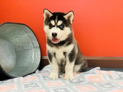 Prodaju se predivni sibirski husky štenad