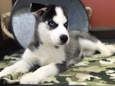 Prodaju se predivni sibirski husky štenad