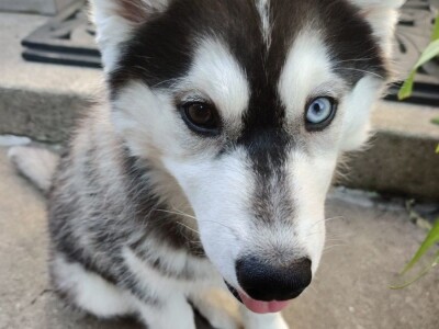 Prodaju se predivni sibirski husky štenad