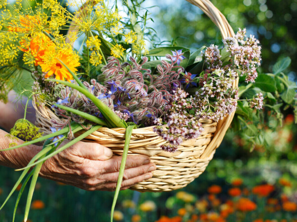 Program osposobljavanja za poslove uzgajivača i prerađivača ljekovitog, aromatičnog i začinskog bilja