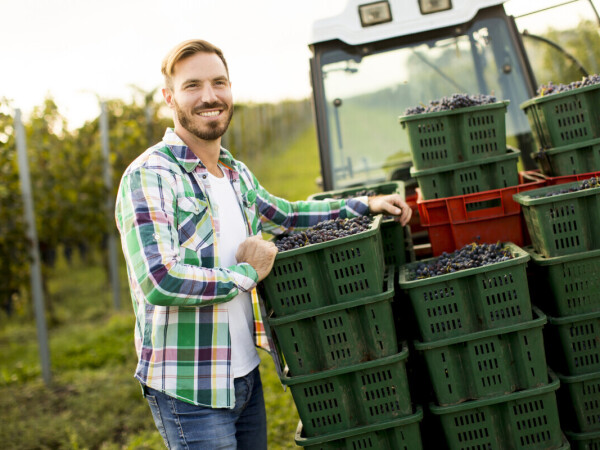 Postani vinogradar i vinar: Prijavi se na edukaciju i hobi pretvori u zanimanje!